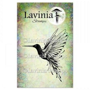 Lavinia étampem oiseau-mouche large