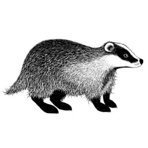 Lavinia Étampe Badger